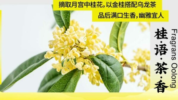 MOTI魔笛S烟弹桂花